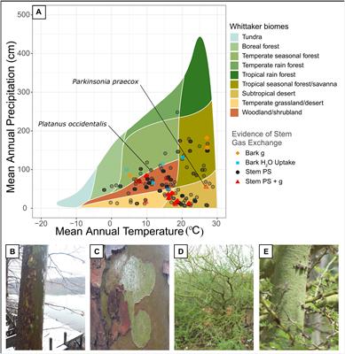 Beneath the Bark: Assessing Woody Stem Water and Carbon Fluxes and Its Prevalence Across Climates and the Woody Plant Phylogeny